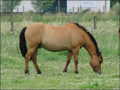 Quelle est la partie avant du cheval ?