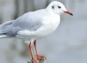 Quiz Les oiseaux dans les titres d'oeuvres littraires : rponses en images