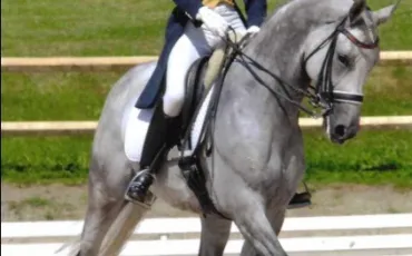 Quiz Equitation