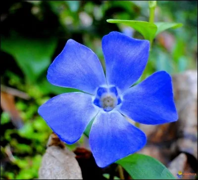 Fleur ou ancienne appellation de fonctionnaire !