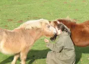 Quiz Alimentation des chevaux