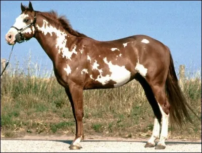 Quel est le nom de la robe de ce cheval ?