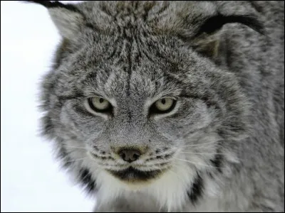 Quel est cet animal ?