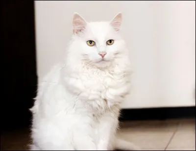 Quelle est la race de ce chat ?