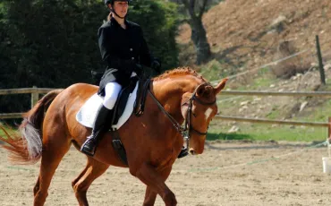 Quiz Equitation