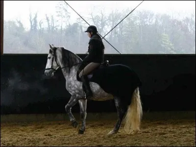 Dans la cession à la jambe vers la gauche, le cheval est :