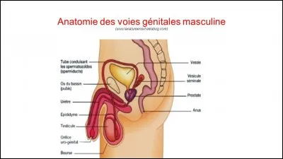 Quel est le rôle du pénis ?