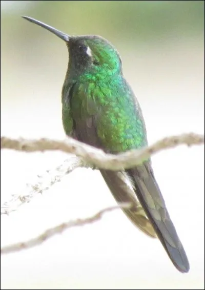 Voici un colibri, quelle est sa particularité ?