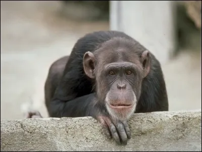 Ce fruit est mangé par les singes.