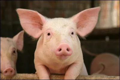 Comment dit-on "cochon" en anglais ?