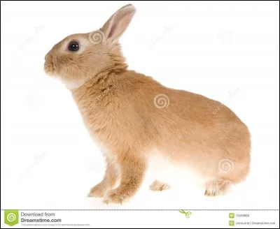 Quelle est cette race de lapins ?