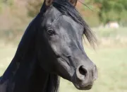 Quiz Les races et robes des chevaux