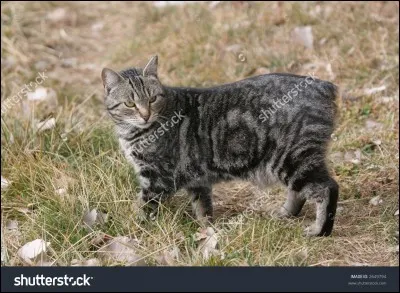 Quelle est la race de chats sans queue ?