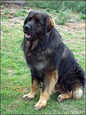 Suis-je un terre-neuve ou un leonberg?