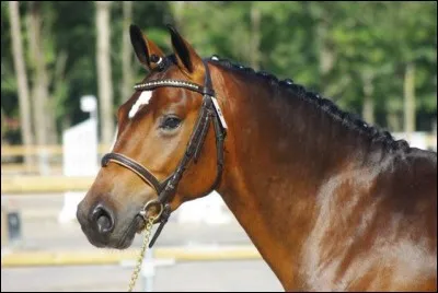 Quelle est la race de ce poney ?