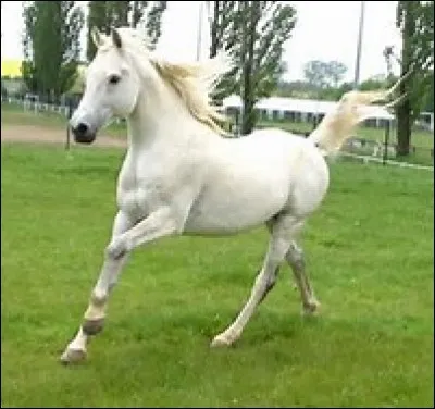 Quelle est la robe de ce cheval ?