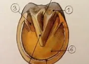 Quiz Les parties du sabot