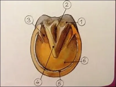 Comment s'appelle la partie numéro 1 du sabot ?