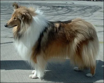 Ce chien de berger à poil long, doux et affectueux, est un...