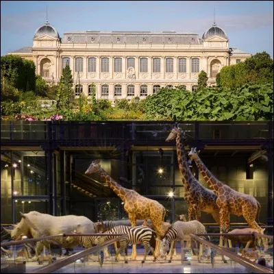 Allons au « Jardin des plantes » !
Grâce à un cadeau, c'est une « première » en France. Cela permettra à la direction du « Muséum d'histoire naturelle » d'accueillir un animal jamais vu en France, à cette époque. Le professeur Geoffroy Saint-Hilaire sera chargé de le rapporter !
Quel était ce cadeau ?