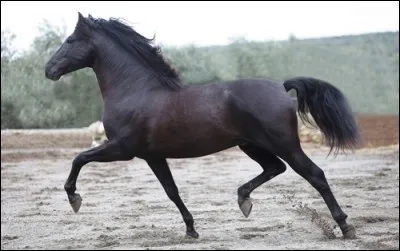 Quelle est cette race de chevaux ?