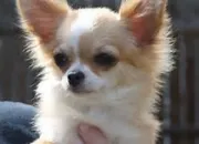 Quiz Chihuahua