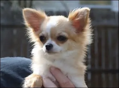 Quel aliment le chihuahua ne doit-il surtout pas manger ?