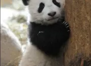 Quiz Les pandas