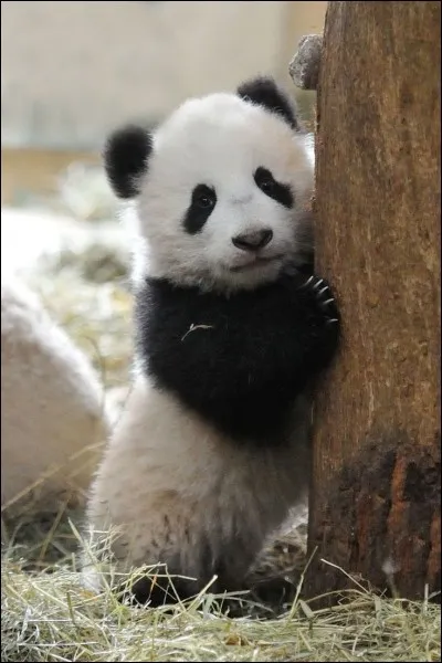 Quel est le lieu où vit habituellement le panda ?