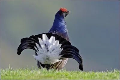 Quel est ce magnifique oiseau des Alpes ?