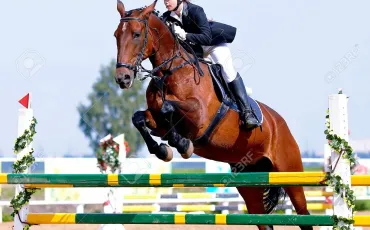 Quiz Equitation