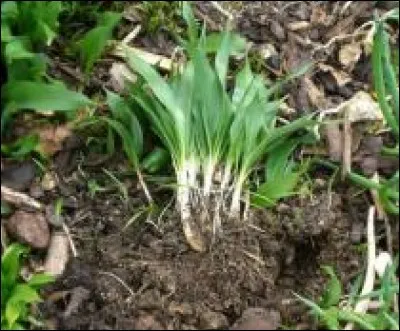 À quoi sert cette plante ?