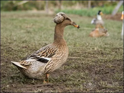 Quel est le nom de la star du jardin ?