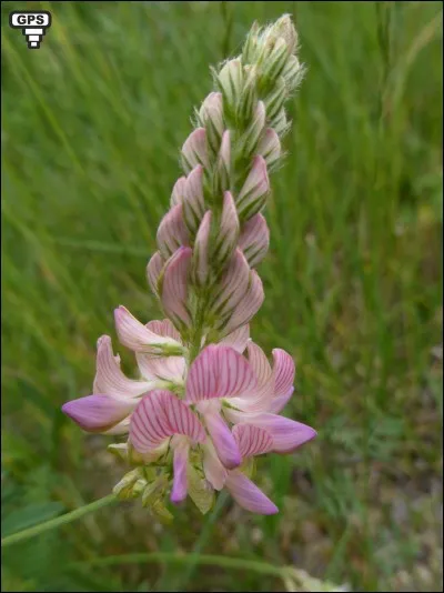 Quel est le nom de cette fleur ?