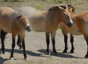 Quiz Les sortes de chevaux