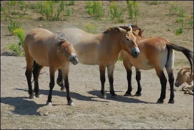 Quel est le premier ancêtre du cheval ?