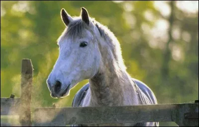 Quelle est la plus grande race de chevaux ?