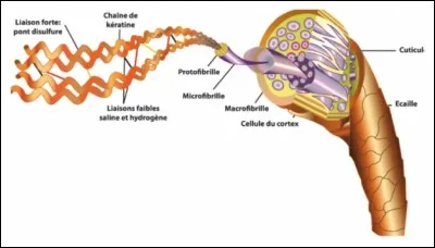 Dans le corps humain, où trouve-t-on en grande partie de la kératine ?