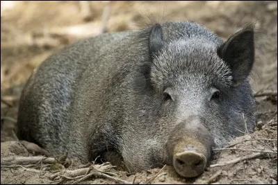 Comment se nomme la femelle du sanglier ?