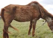 Quiz Les chevaux et les poneys