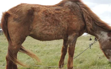 Quiz Chevaux