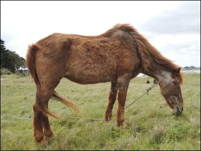 Quelle est l'espérance de vie moyenne d'un cheval ?