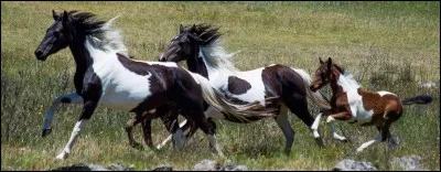 Où trouve-t-on la race de cheval Brumby ?