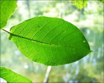 À quel arbre appartient cette feuille ?