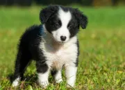 Quiz Le border collie