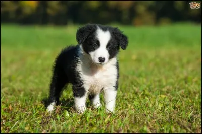 Quelle est l'origine du border collie ?