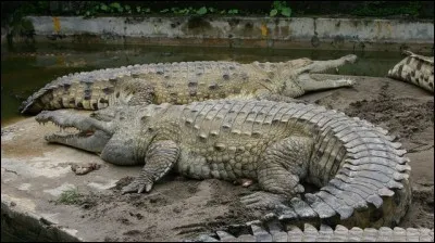 On peut voir des crocodiles de l'Orénoque au Vénézuela et en Colombie !