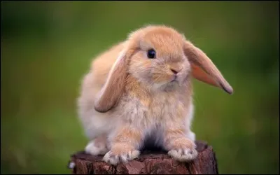 Quelle est la femelle du lapin ?