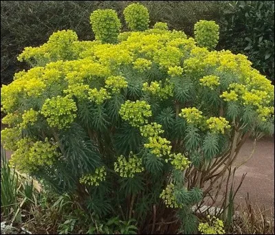 Quelle est cette plante déclinant une symphonie en vert et jaune ?