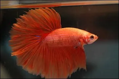 Quelle est l'originalité du Betta splendens ?